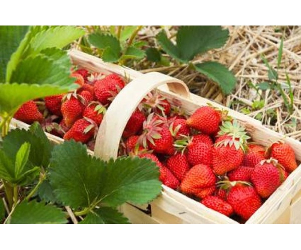 erdbeeren1