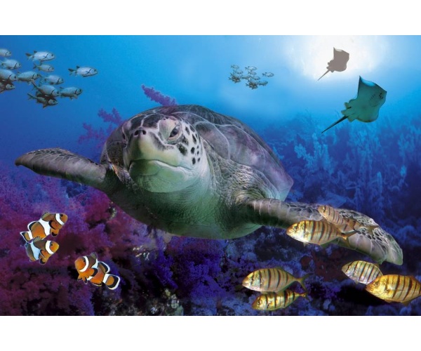 Sealife