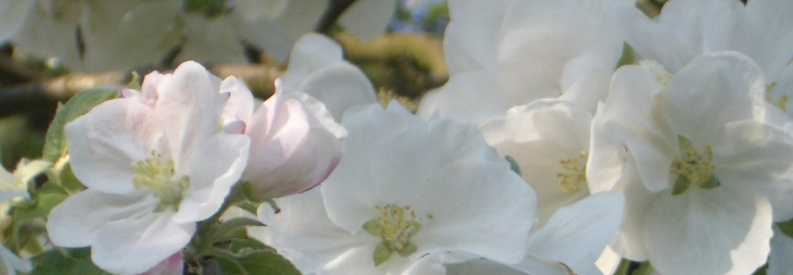 IMGP2991-1